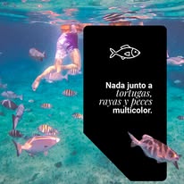 Vida marina en Cozumel